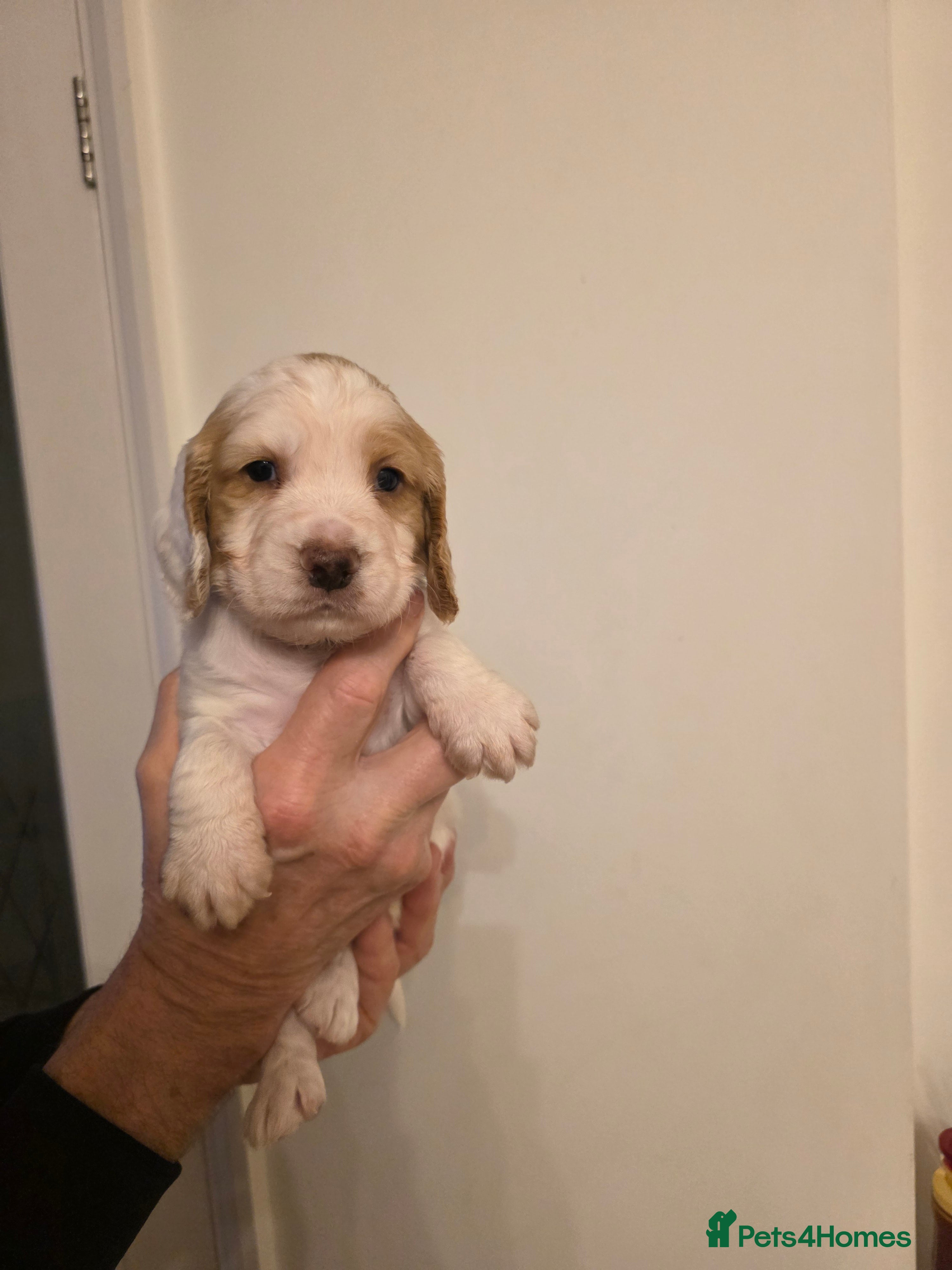 Cocker Spaniel dogs Kc Reg Cocker spaniel puppies  - Advert 2