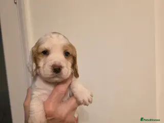 Cocker Spaniel dogs Kc Reg Cocker spaniel puppies - Advert 2