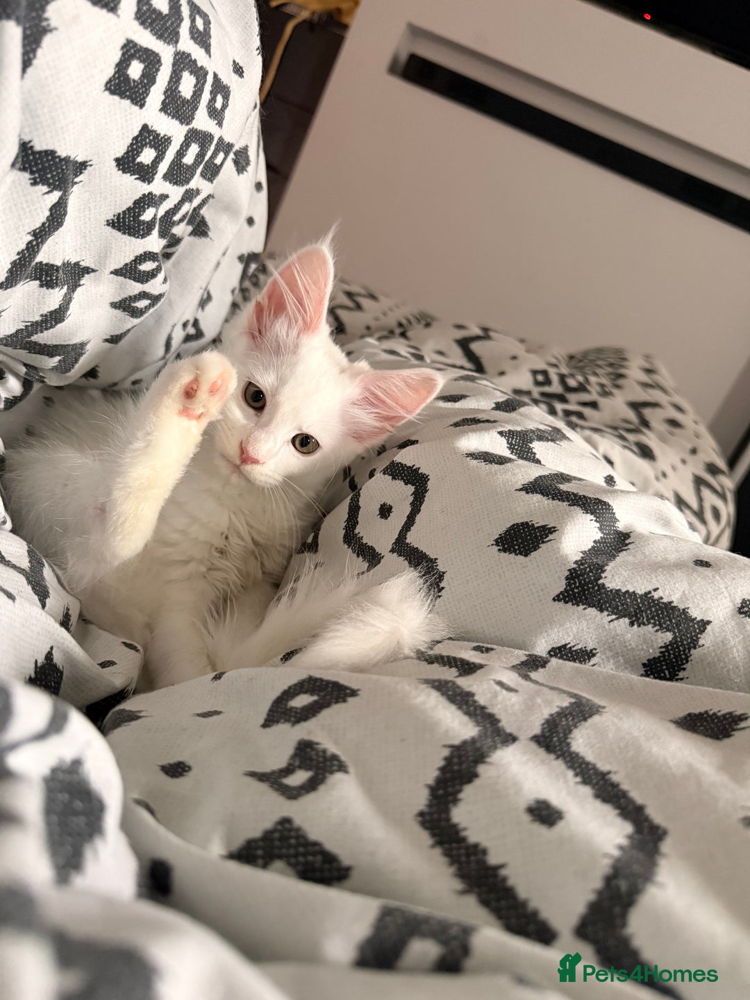 Maine Coon cats for sale: Gorgeous babies ready to find their forever family - Image 6