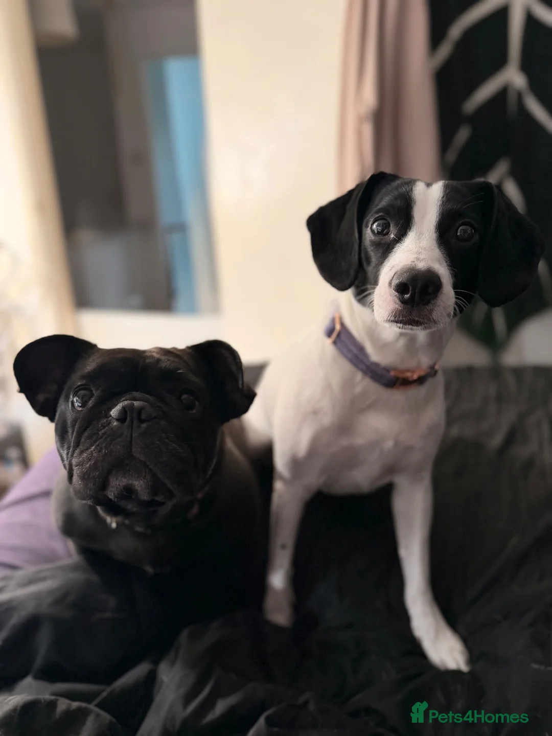 French Bulldog dogs for sale: KC registered French Bulldog female in Newport - Advert 6