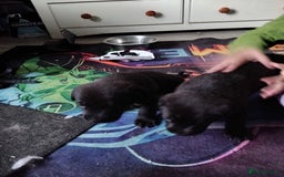 Mixed Breed dogs for sale: German shepard x cane corso - Image 5
