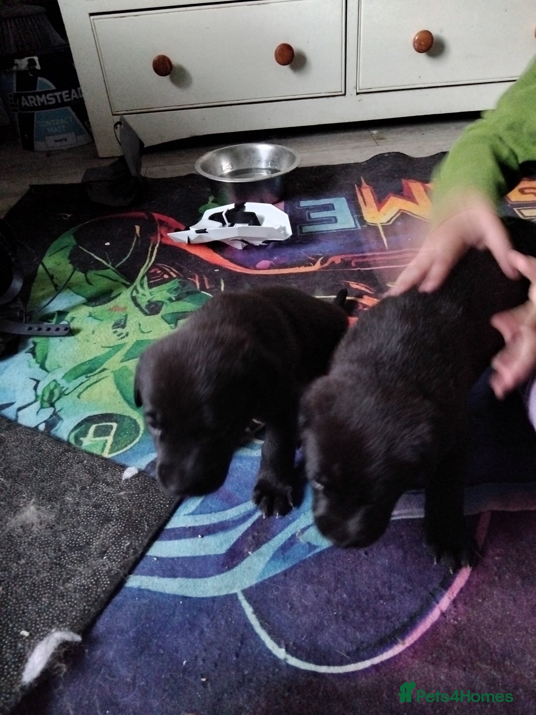 Mixed Breed dogs for sale: German shepard x cane corso - Image 5
