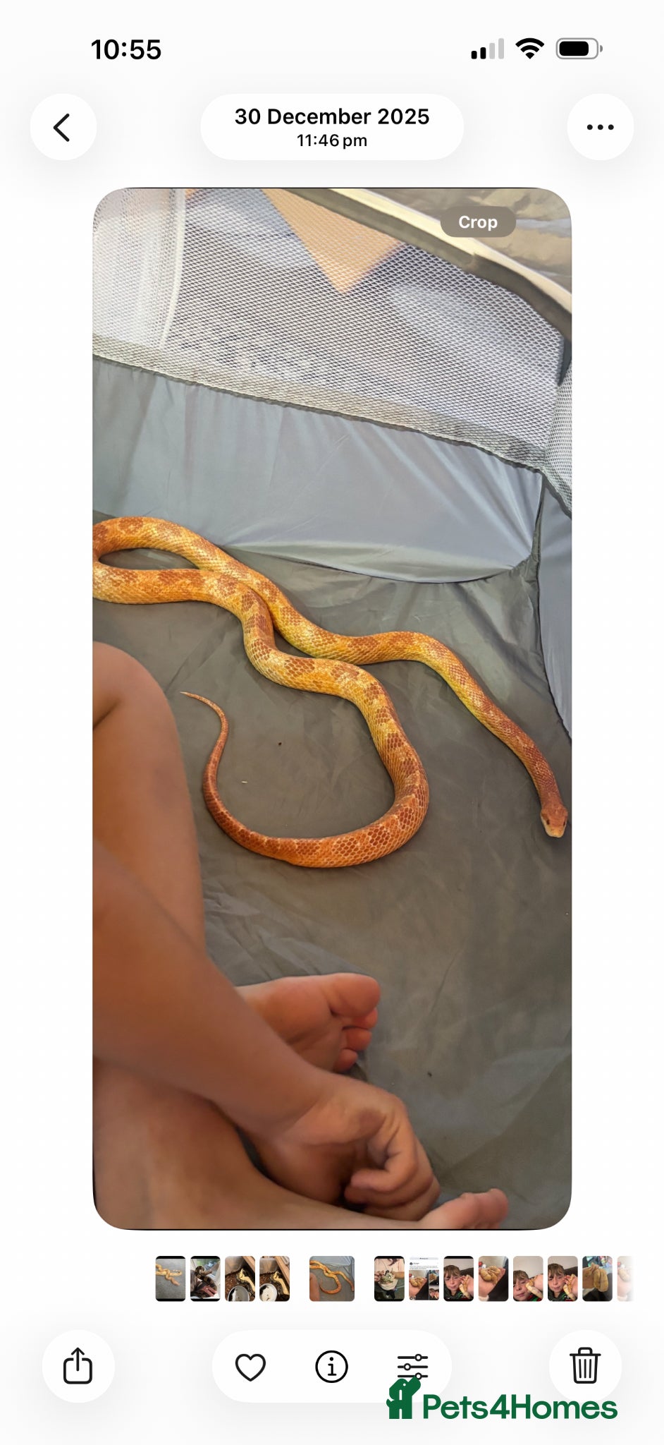 Corn Snake reptiles Adult corn snake - Advert 1