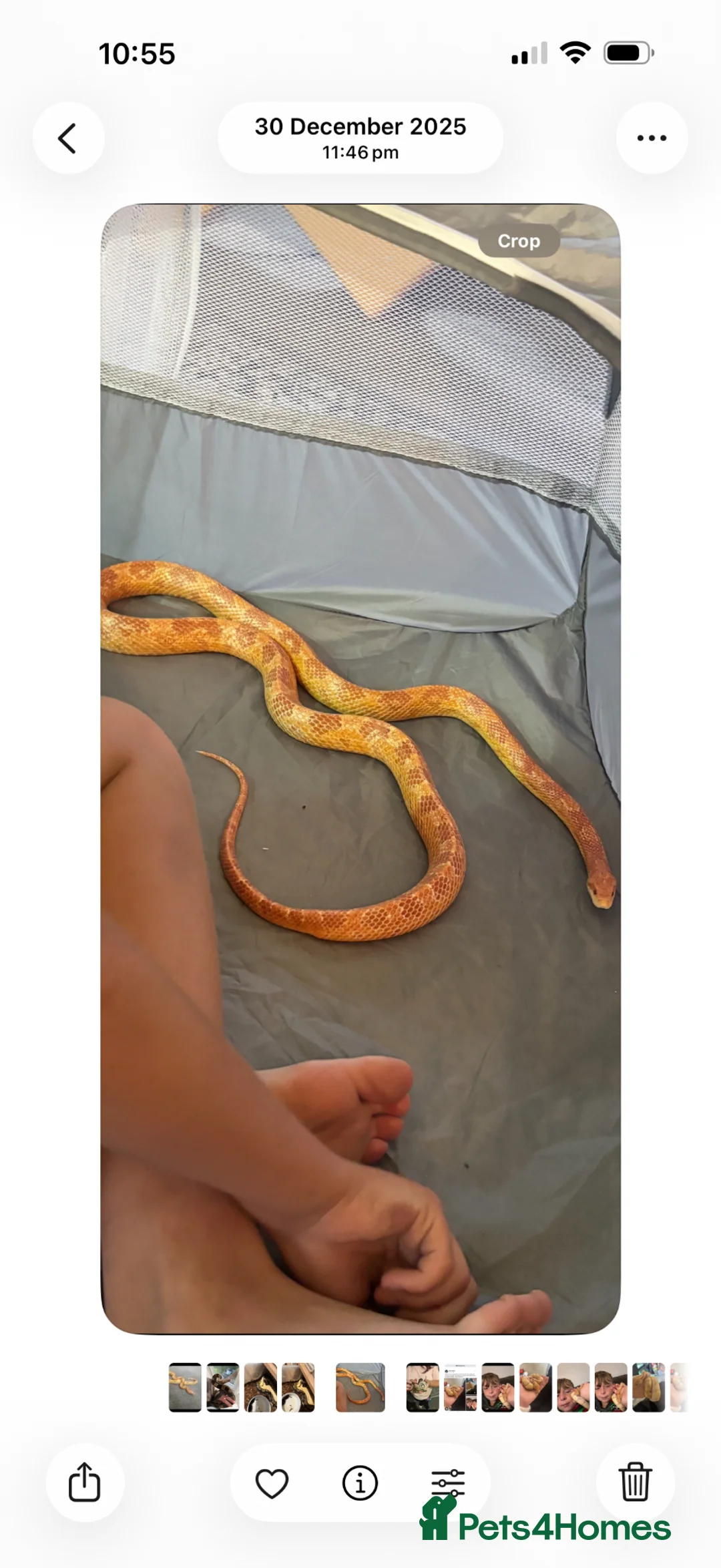 Corn Snake reptiles for sale: Adult corn snake - Advert 1