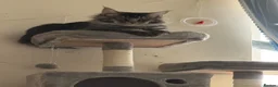 Maine Coon cats for sale: Russian Xl Maine coon Smokey  - Advert 9