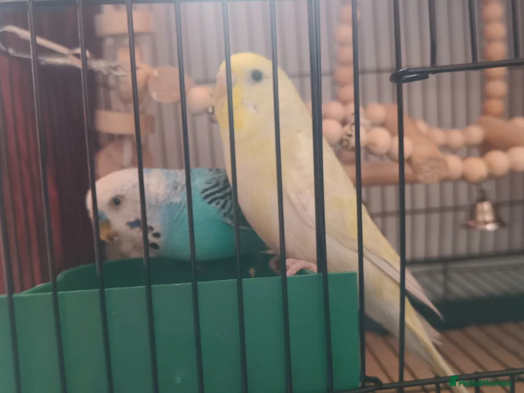 Budgerigars birds for sale: Mixed male and female budgies, still young!  in Birmingham - Advert 2