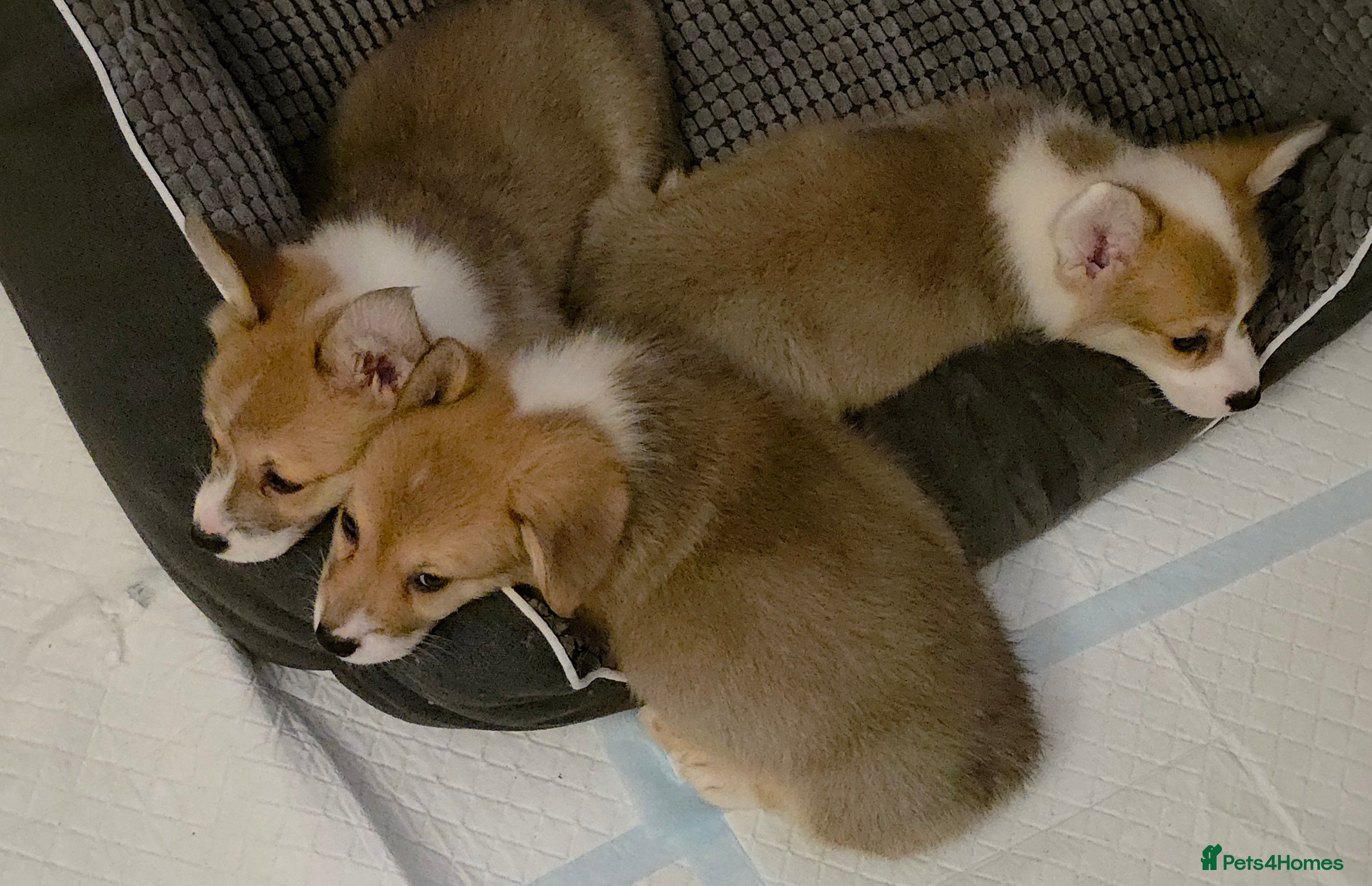 Welsh Corgi Pembroke dogs 33rd Generation KC Mixed Tail Pembroke Corgi Pups - Advert 1