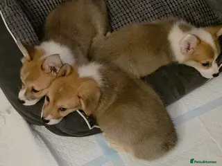 Welsh Corgi Pembroke dogs 33rd Generation KC Mixed Tail Pembroke Corgi Pups - Advert 17