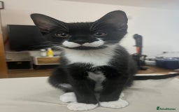 Mixed Breed cats for sale: Male tuxedo kitten - Image 3