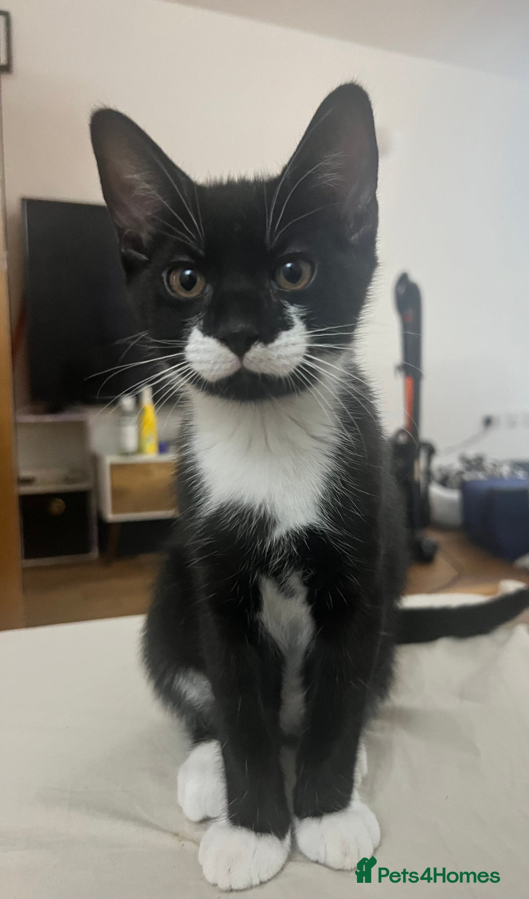 Mixed Breed cats for sale: Male tuxedo kitten - Image 3