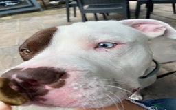 Mixed Breed dogs for sale: 4 beautiful American bully cross staffy puppies - Image 12