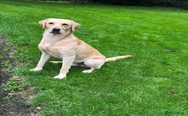 Labrador Retriever dogs - Advert 1
