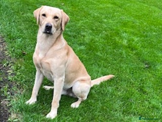 Labrador Retriever dogs - Advert 16