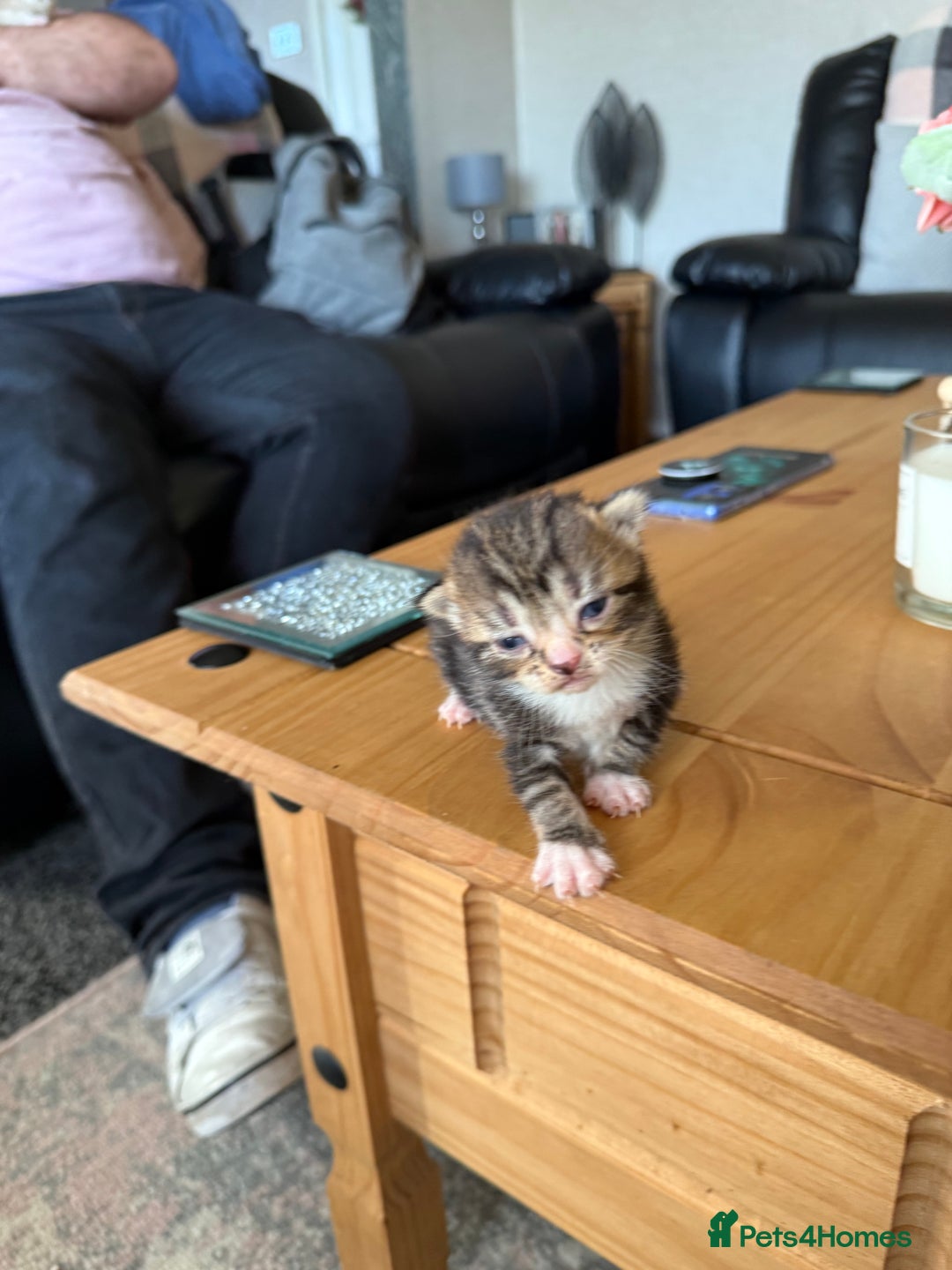Mixed Breed cats for sale: Mixed breed tabby kittens  - Image 1