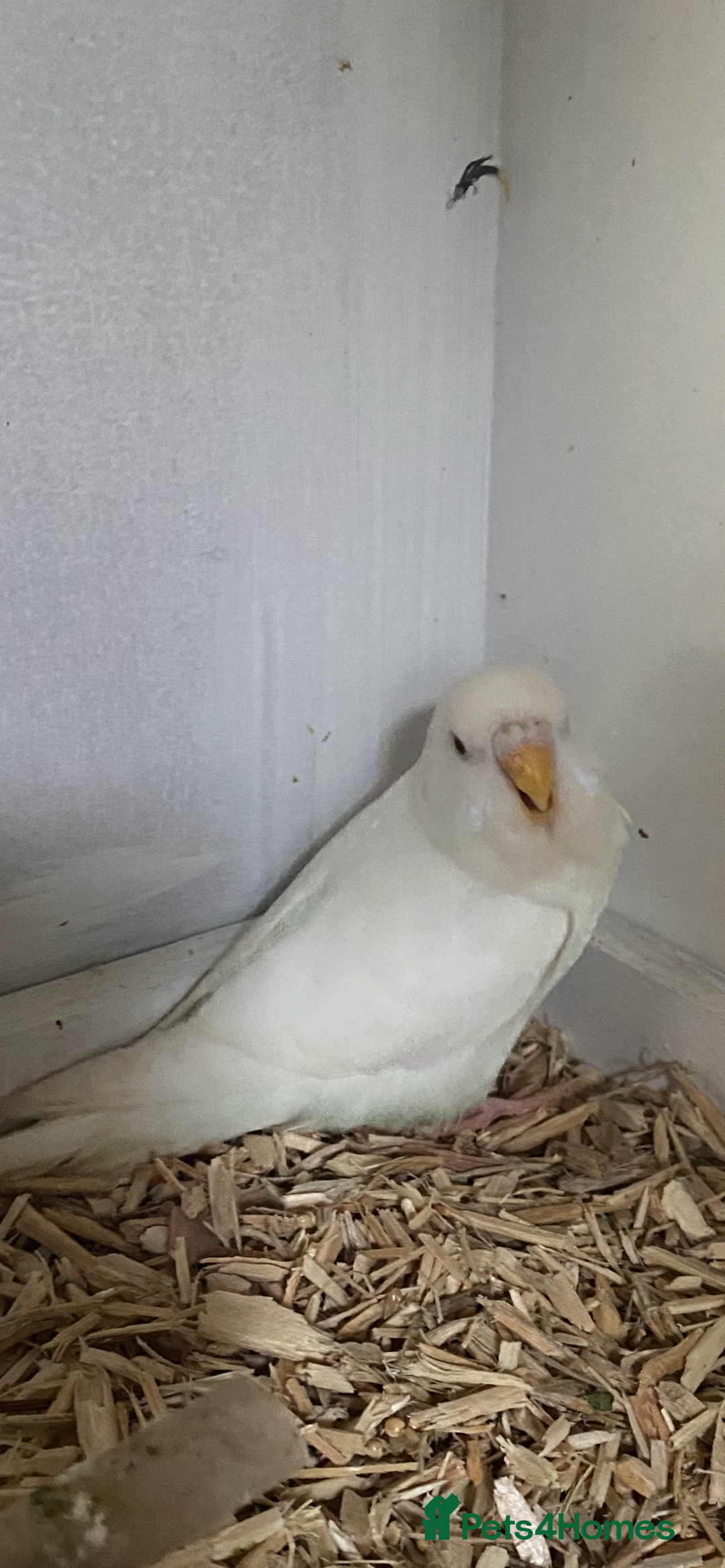Budgerigars birds for sale: Young budgies available  - Advert 1