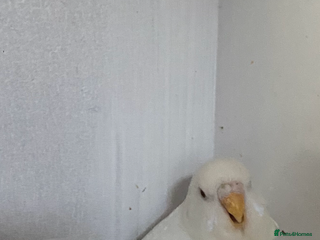 Budgerigars birds Young budgies available - Advert 2