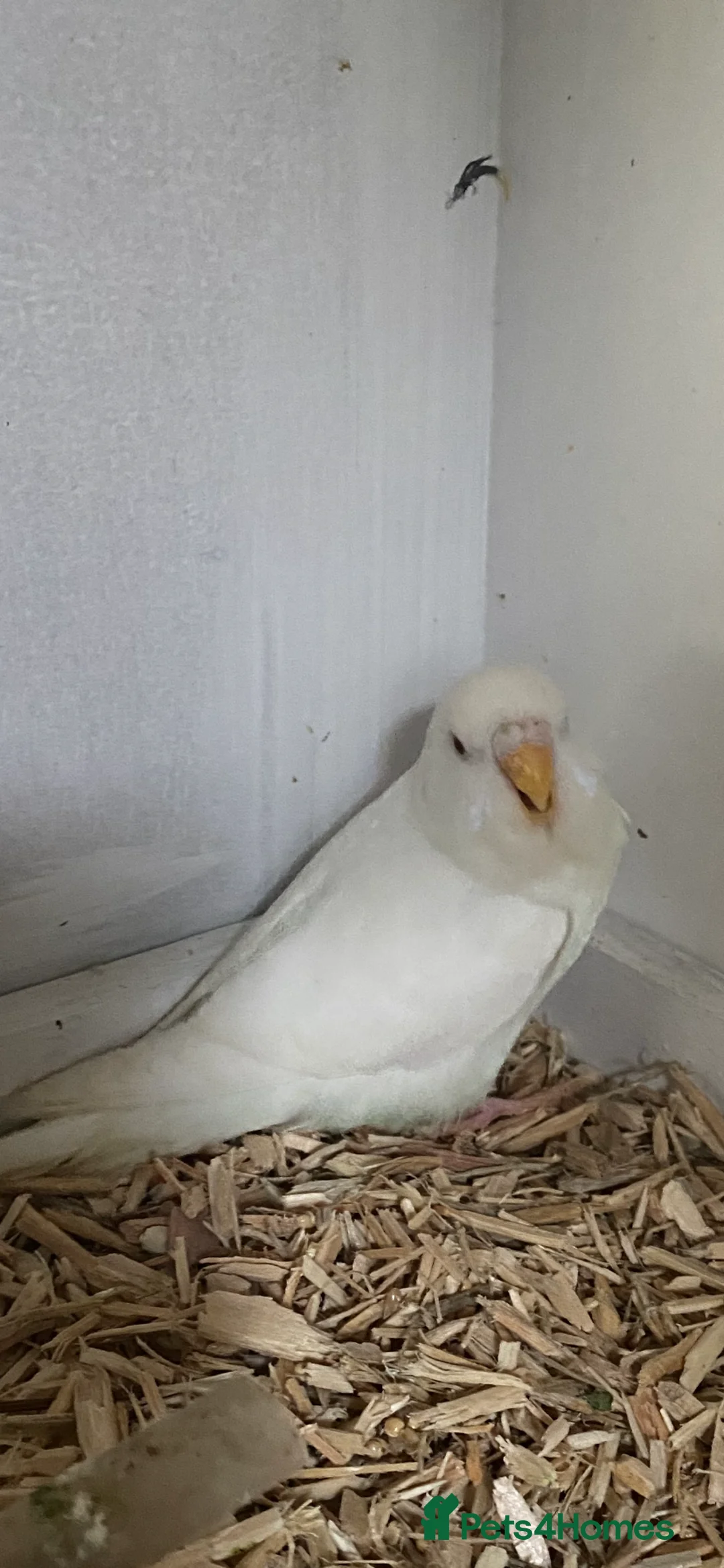 Budgerigars birds for sale: Young budgies available  - Advert 1