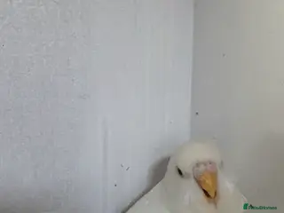 Budgerigars birds Young budgies available - Advert 7