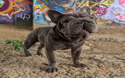 French Bulldog dogs for stud:  Elite Micro  Blue Frenchie Stud - Image 17
