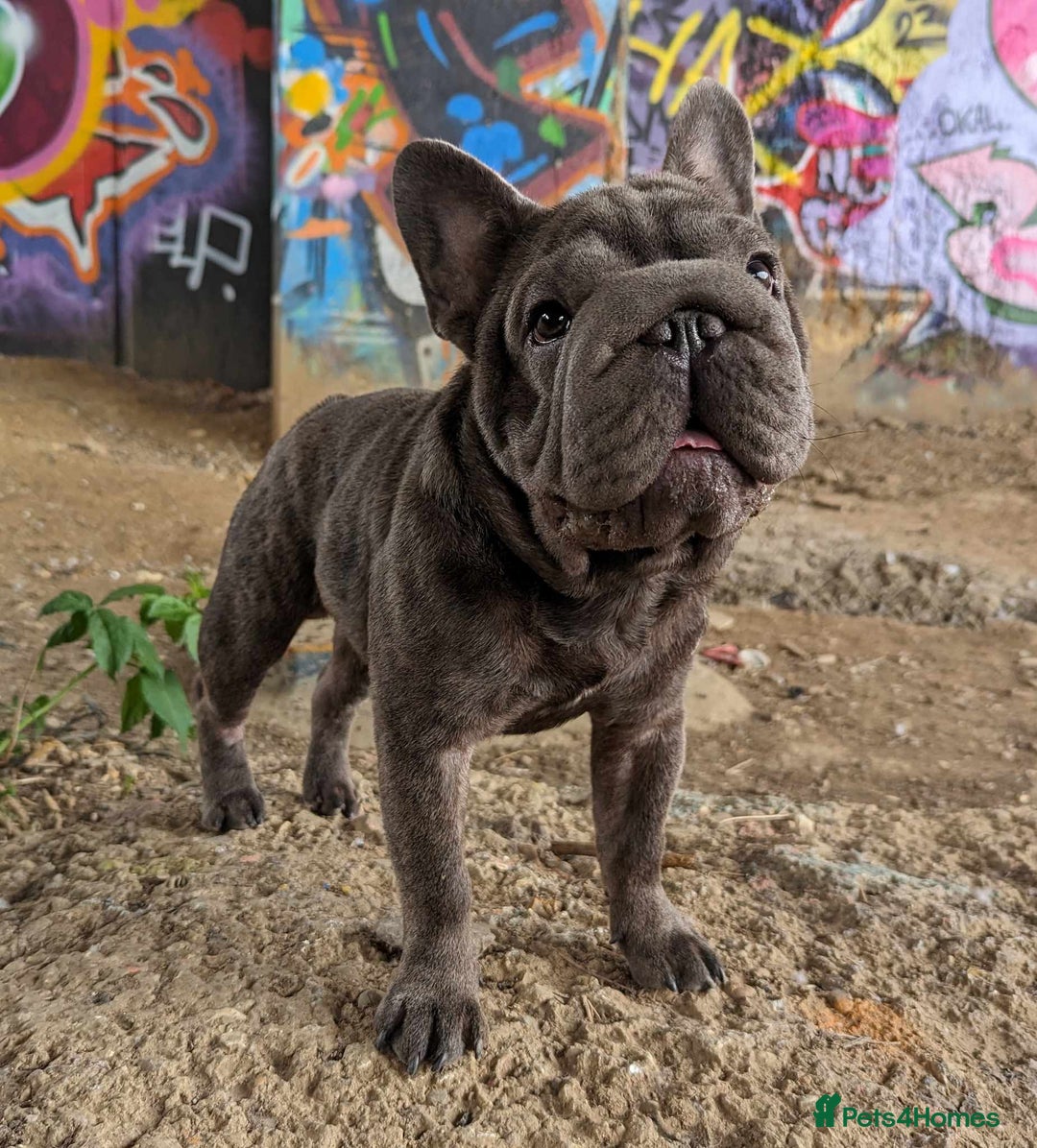 French Bulldog dogs for stud:  Elite Micro  Blue Frenchie Stud - Image 17