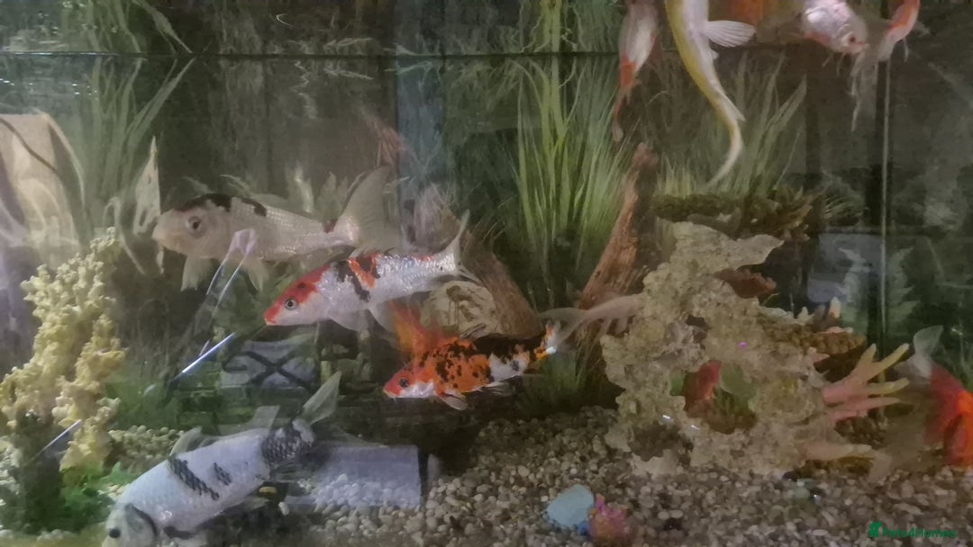 Koi Carp fish for sale: Koi carol and fency gold fish, ryukins oranda fish - Image 5