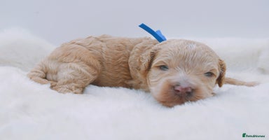Cavapoo dogs - Advert 4