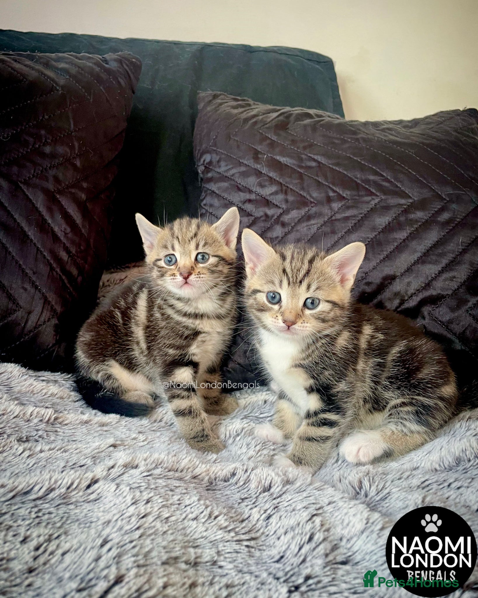 Bengal cats 💙🩵 BENGAL KITTENS 🩵💙 2 AVAILABLE! 🔥🔥 - Advert 2