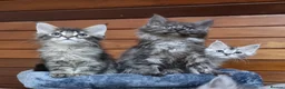 Maine Coon cats for sale: Pedigree Maine Coon Kittens for sale  - Advert 10