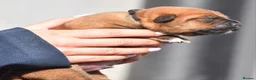 Mixed Breed dogs for sale: 🔥 PH1 BULLHERDERS BREEDING 🔥 - Advert 10