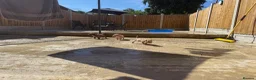 American Bully dogs for sale: ABKC REGISTERED Pocket bullz - Advert 6