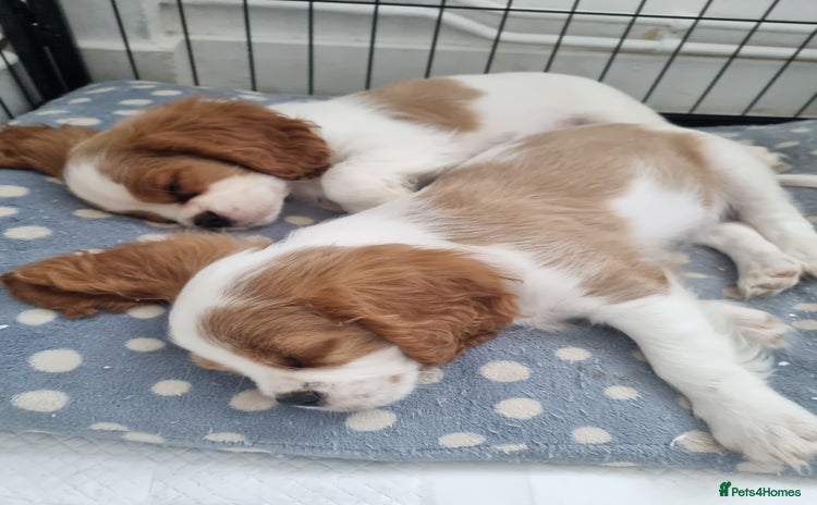 Cavalier King Charles Spaniel dogs - Advert 7