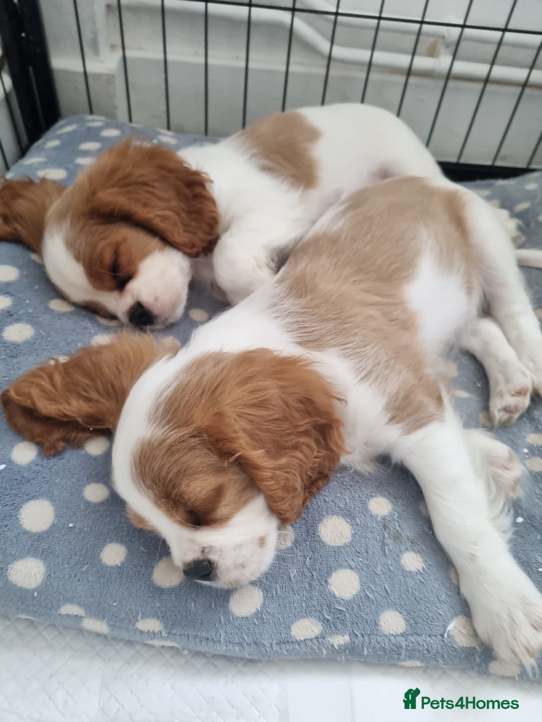 Cavalier King Charles Spaniel dogs for sale: Beautiful Blenheim puppies  - Image 1