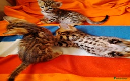 Bengal cats for sale: Bengals high guality kittens ready for new home  - Advert 7