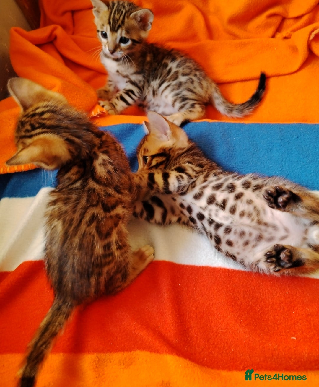 Bengal cats for sale: Bengals high guality kittens ready for new home  - Advert 7