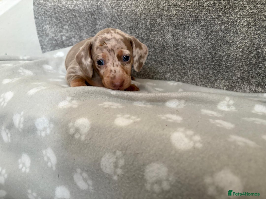 Dachshund dogs for sale: Dachshunds - Image 12