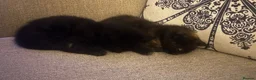 Mixed Breed cats for sale: Stunning Kittens Ready Soon - Hailsham in Hailsham - Advert 3