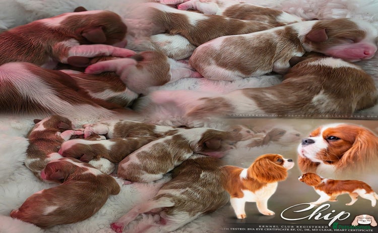 Cavalier King Charles Spaniel dogs - Advert 13