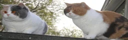 British Shorthair cats for sale: BRITISH SHORTHAIR KITTENS - Advert 1