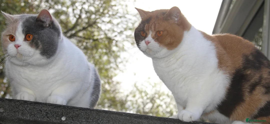 British Shorthair cats for sale: BRITISH SHORTHAIR KITTENS - Advert 1