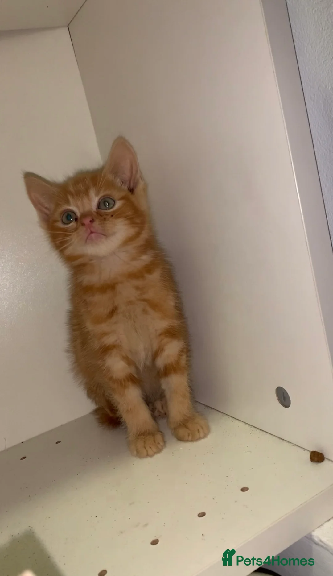 Mixed Breed cats for sale: Beautiful kitten - Advert 4