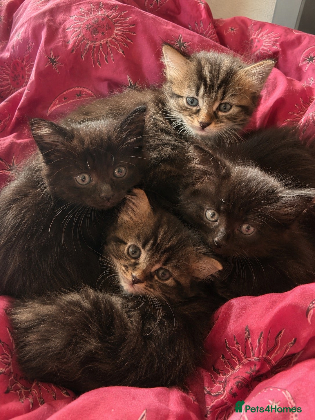 Mixed Breed cats 4 Kitten for sale! - Advert 1