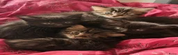 Mixed Breed cats for sale: 4 Kitten for sale! - Advert 1