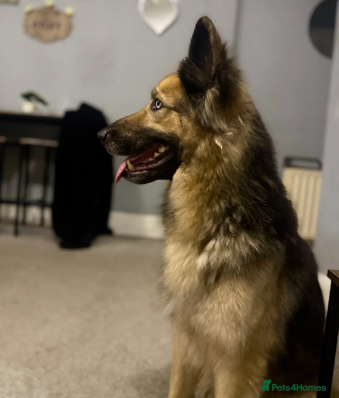 German Shepherd dogs for sale: German shepherd  - Advert 8