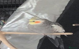 Cockatiels birds for sale: Hand reared, hand tamed, bonded pair of cockatiels - Image 4