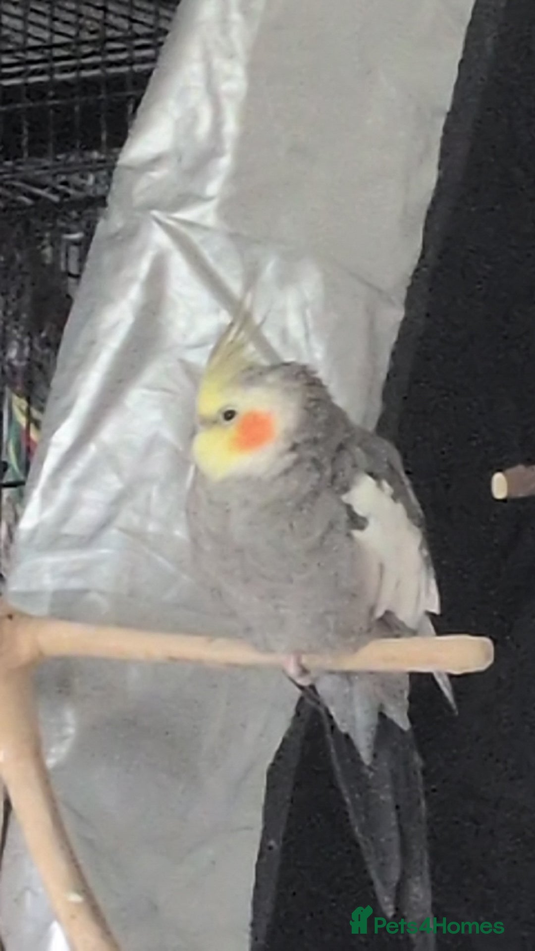 Cockatiels birds for sale: Hand reared, hand tamed, bonded pair of cockatiels - Image 4