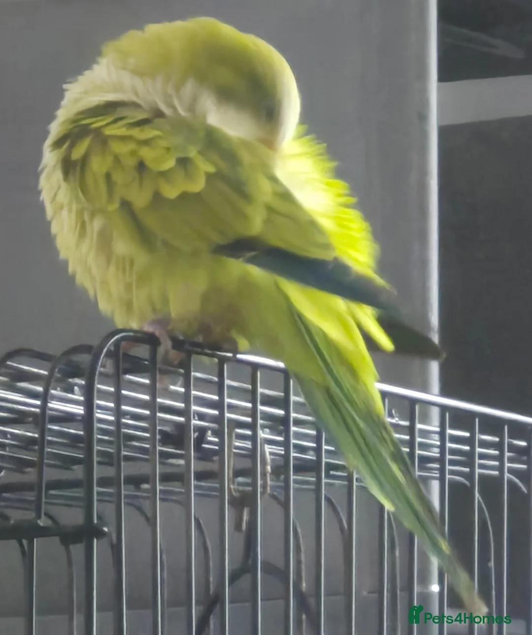Parrots birds for sale: Quaker Parrot with Cage & Accessories - Advert 2