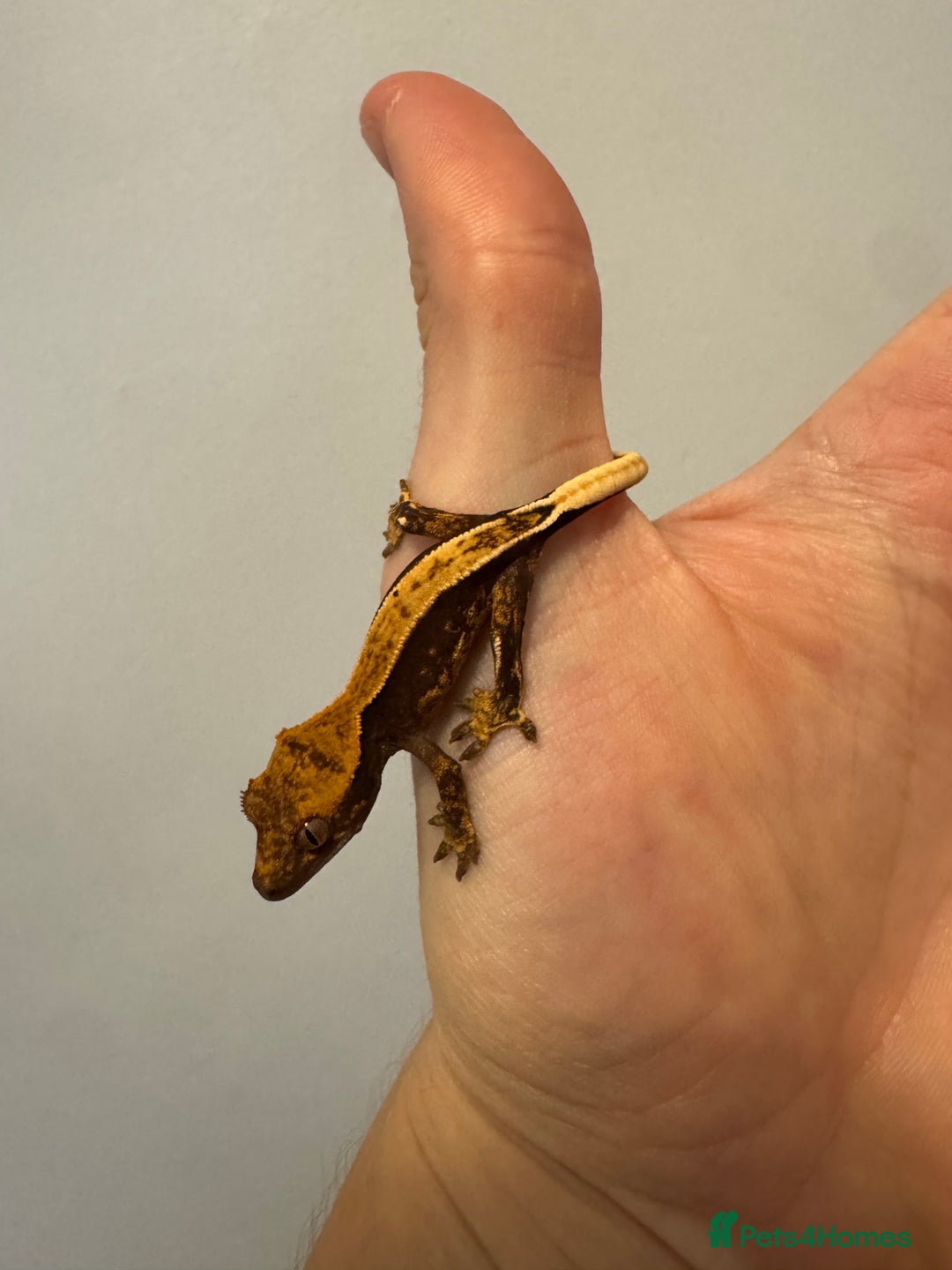Gecko reptiles for sale: Crested Geckos - Image 2