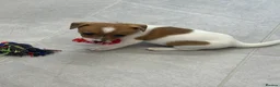 Jack Russell dogs for sale: Traditional mini Jack Russell puppes in Skegness - Advert 6