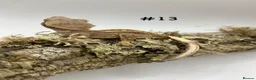 Gecko reptiles for sale: NEW Adult + Juvenile Crested Geckos + Lilly Whites - Advert 25