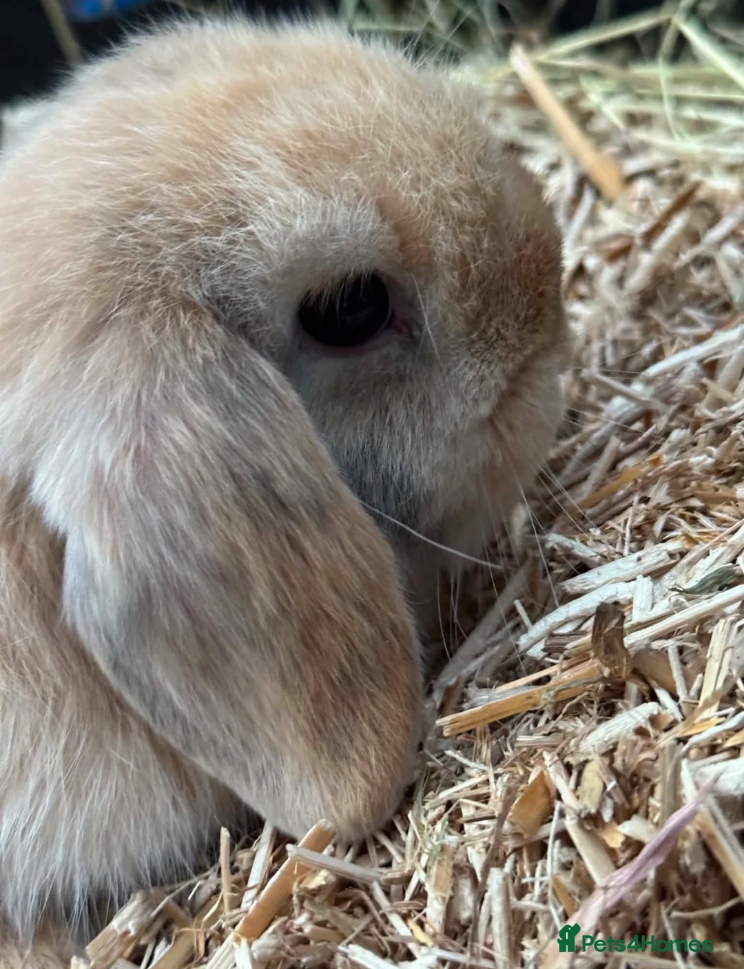 Mini Lop rabbits for sale: MINI LOP BUNNIES - PEDIGREE  in Ilminster - Advert 1